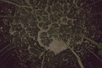 Trees 3
