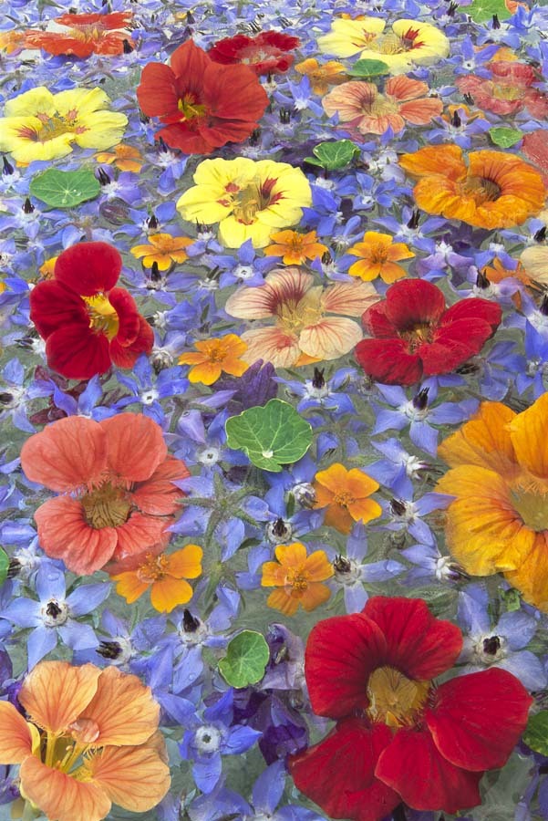 PC 38 edible flowers, VERT.jpg