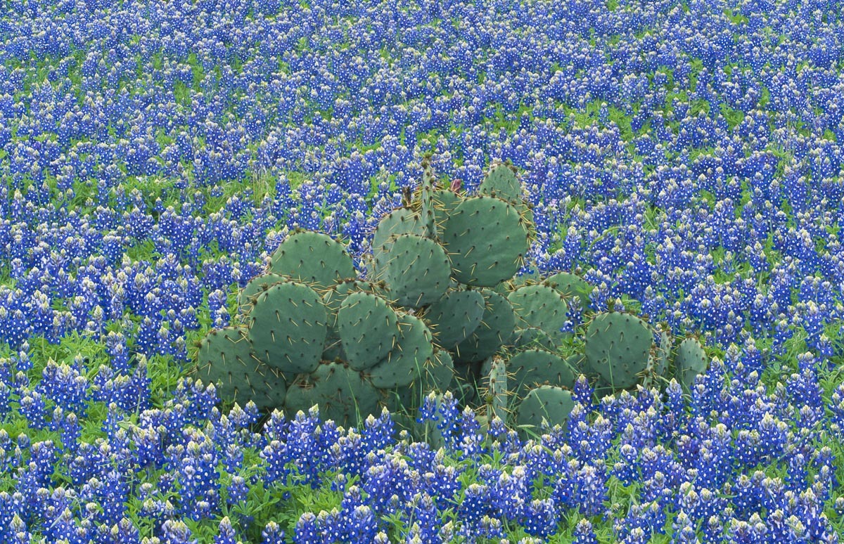 Blue bonnets LM drum wkg print.JPG