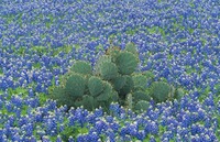 © Yva Momatiuk and John Eastcott - All Rights Reserved.