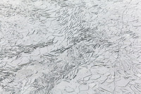 © Yva Momatiuk and John Eastcott - All Rights Reserved.