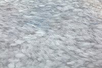 © Yva Momatiuk and John Eastcott - All Rights Reserved.