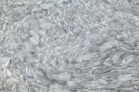 © Yva Momatiuk and John Eastcott - All Rights Reserved.