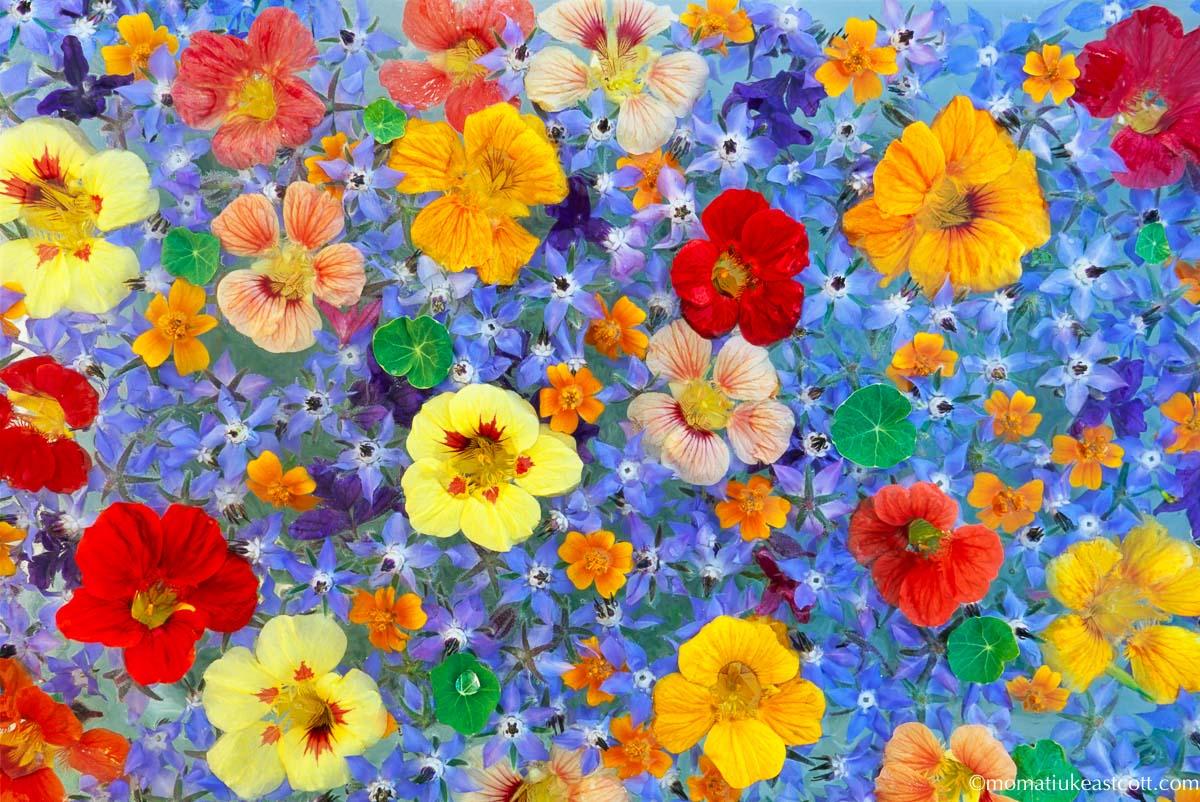©YMJE  from the series %22Jacob's edible flowers%22.jpg