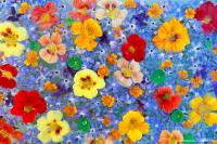 © Yva Momatiuk and John Eastcott - All Rights Reserved.