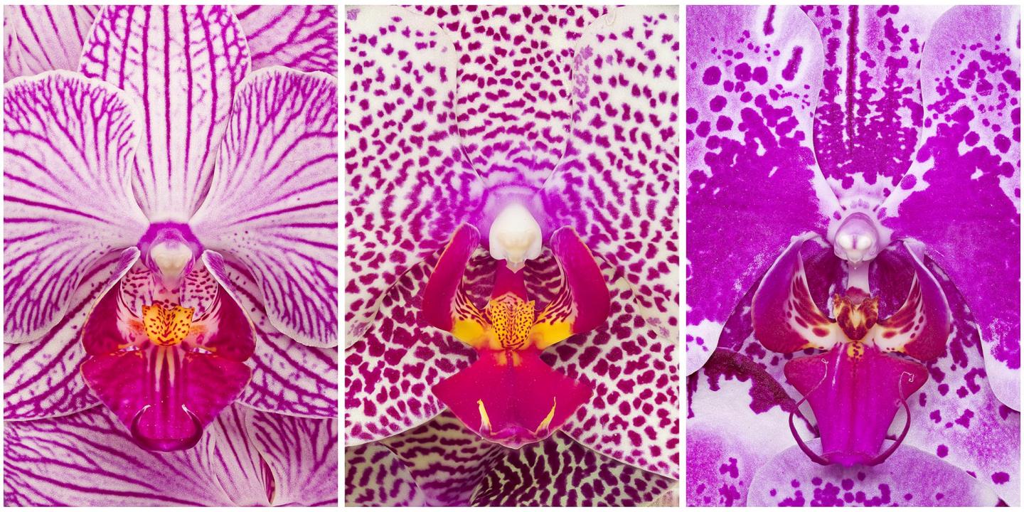 Orchid triptych 3 .jpg