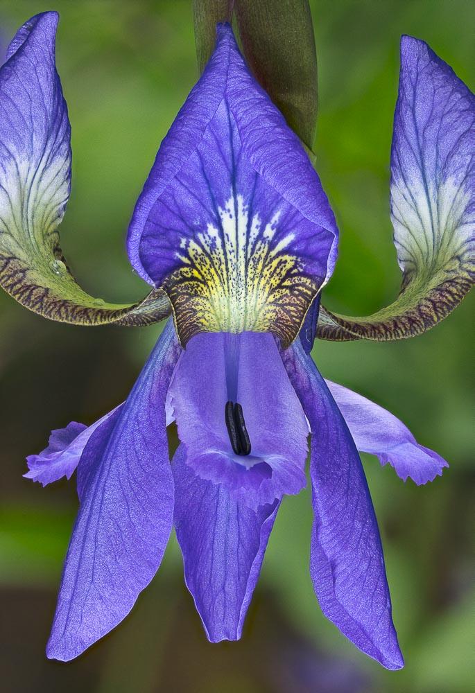 ©YMJE-N-0973(C) as card.jpg