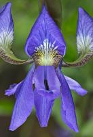 © Yva Momatiuk and John Eastcott - All Rights Reserved.