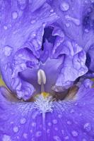 © Yva Momatiuk and John Eastcott - All Rights Reserved.