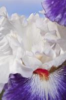 © Yva Momatiuk and John Eastcott - All Rights Reserved.