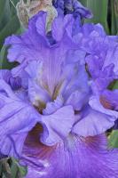 © Yva Momatiuk and John Eastcott - All Rights Reserved.