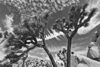 © Yva Momatiuk and John Eastcott - All Rights Reserved.