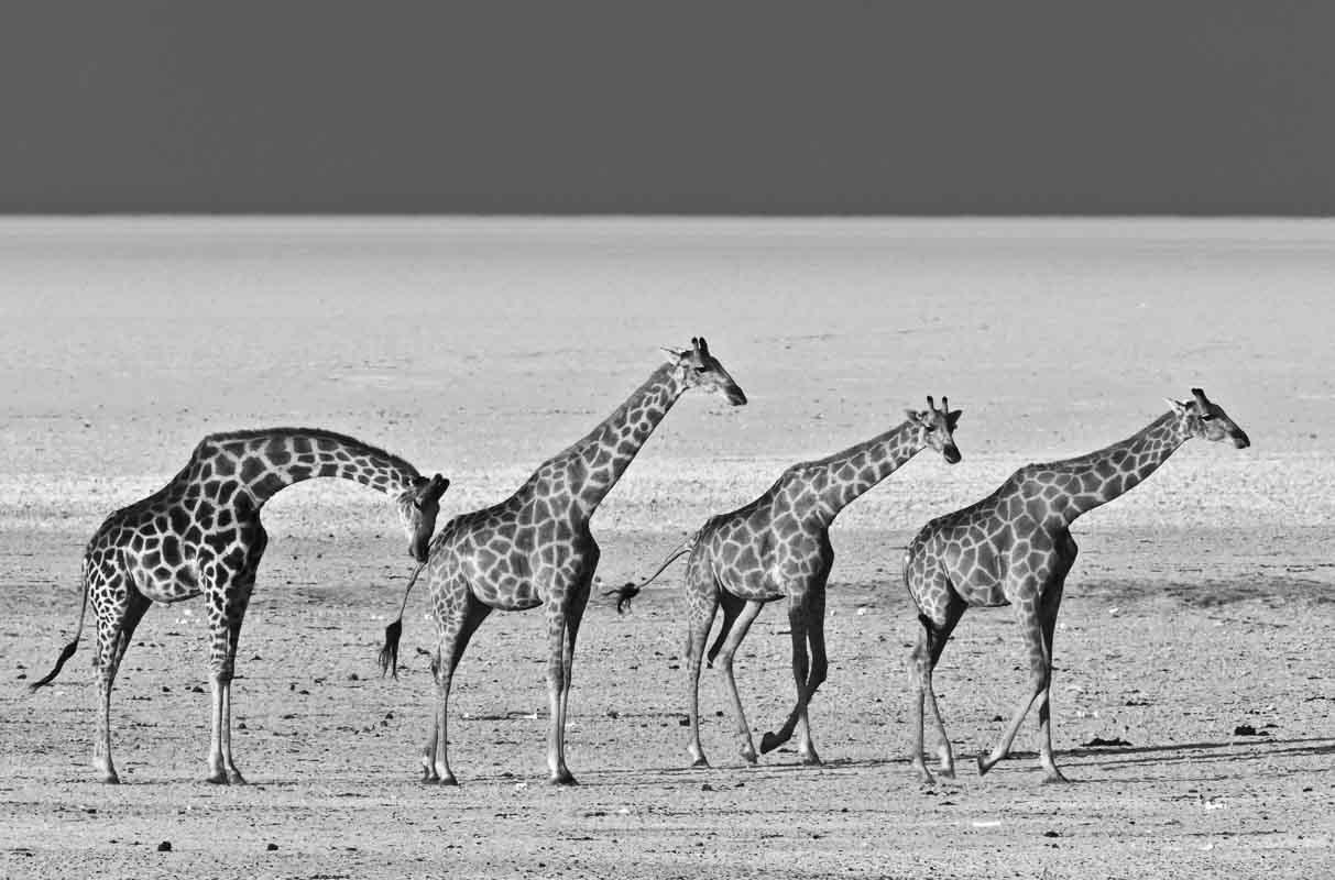 20150705©YMJE-K-5264BW MP.jpg