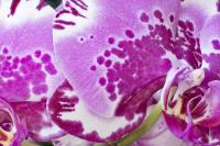 © Yva Momatiuk and John Eastcott - All Rights Reserved.