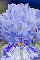 © Yva Momatiuk and John Eastcott - All Rights Reserved.