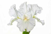 © Yva Momatiuk and John Eastcott - All Rights Reserved.