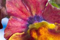 © Yva Momatiuk and John Eastcott - All Rights Reserved.