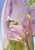 © Yva Momatiuk and John Eastcott - All Rights Reserved.