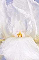 © Yva Momatiuk and John Eastcott - All Rights Reserved.