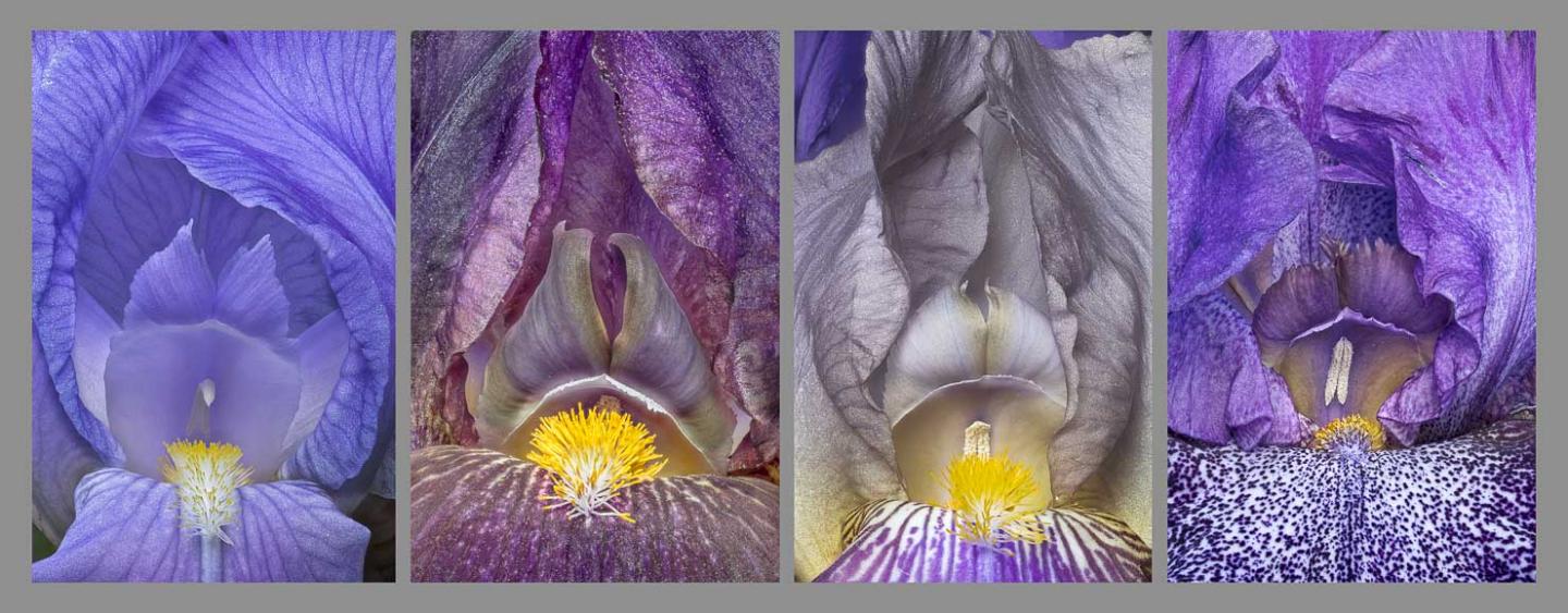 quadrupleptych bearded iris.jpg